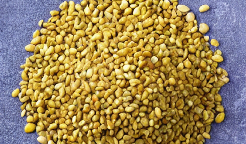 Image of Fenugreek Seeds, a fragrant and versatile spice used in cooking and herbal remedies.